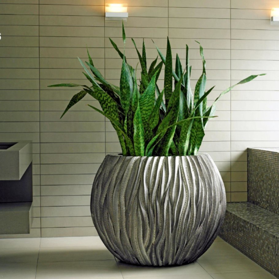 Аспидистра высокая (дружная семейка)