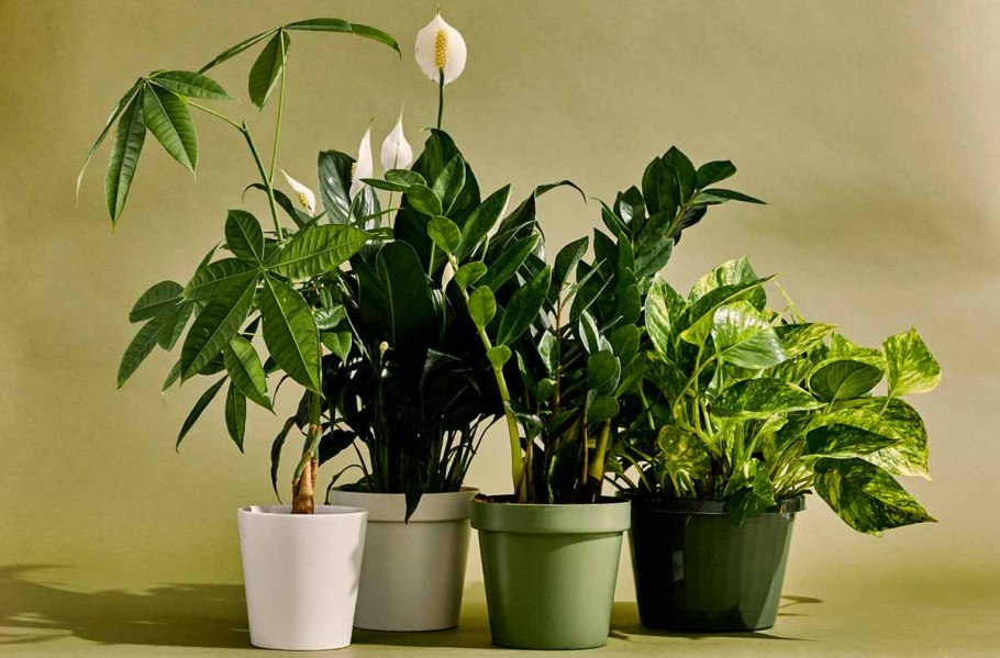 Нефролепис хлорофитум аглаонема