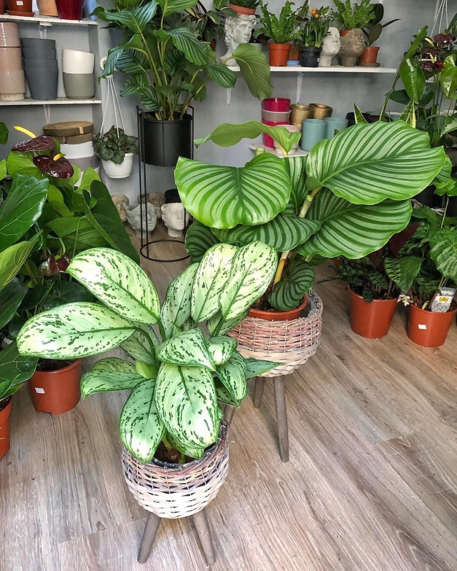 Хлорофитум хохлатый Chlorophytum comosum