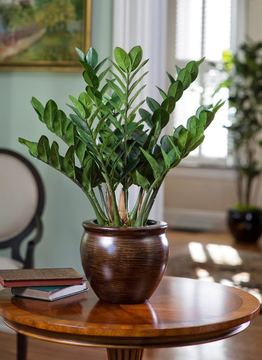 Аспидистра высокая (Aspidistra elatior)