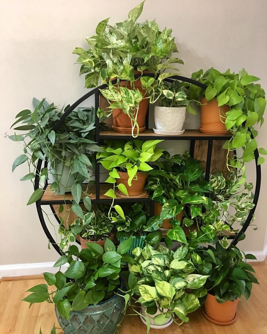 Монстера фикус бегония