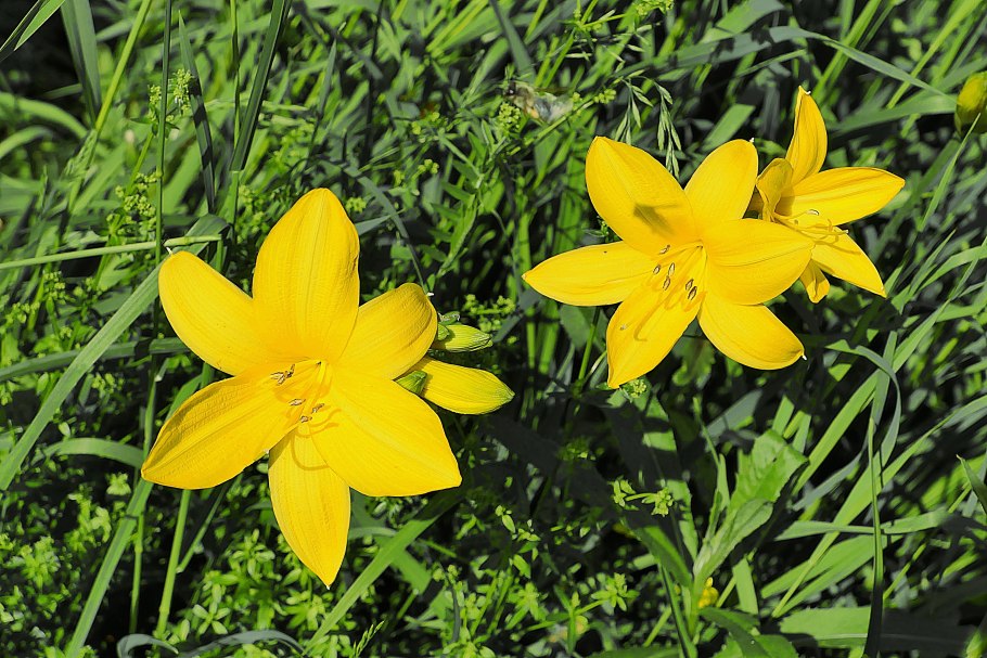 Семейство Лилейные околоцветник