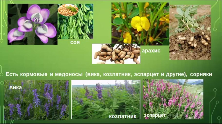 Цветок желтая звезда