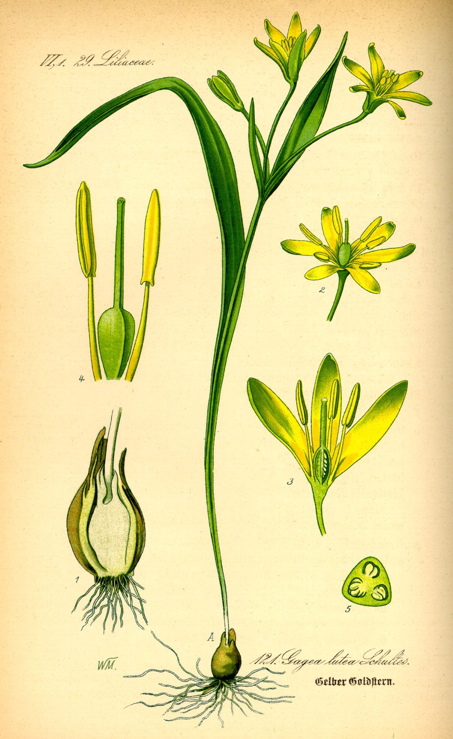 Гусиный лук жёлтый (gagea lutea)