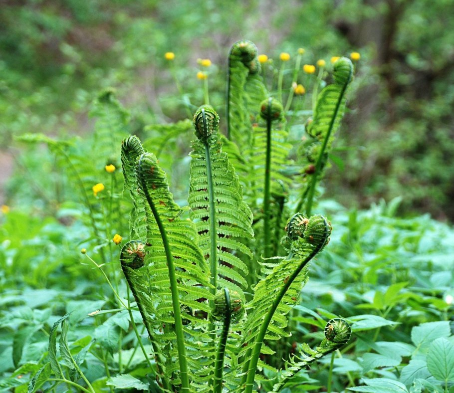 Lycopodium annotinum