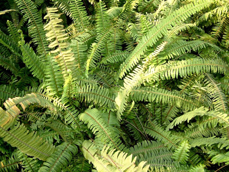 Хвощ большой Equisetum telmateia