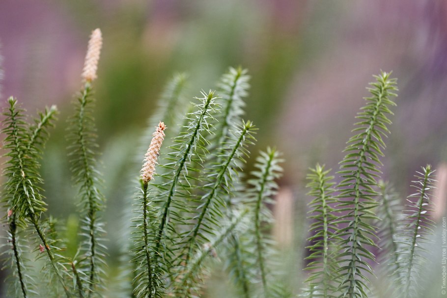 Плаун (Lycopodium)