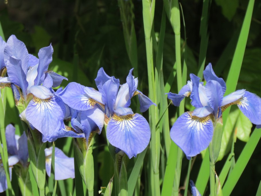 Ирис Сибирский Ригамароле Iris sibirica Rigamarole