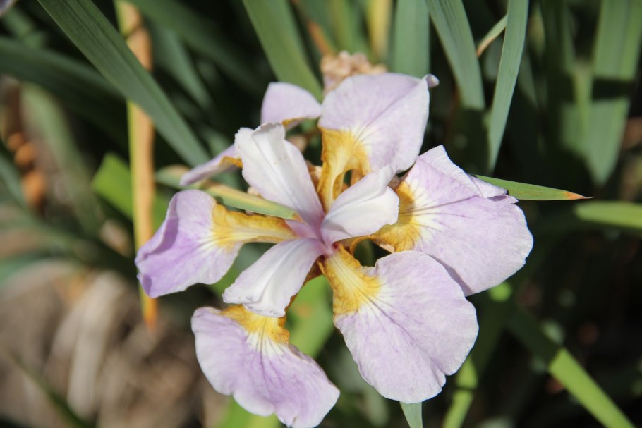 Ирис Сибирский 'Rikugi Sakura'
