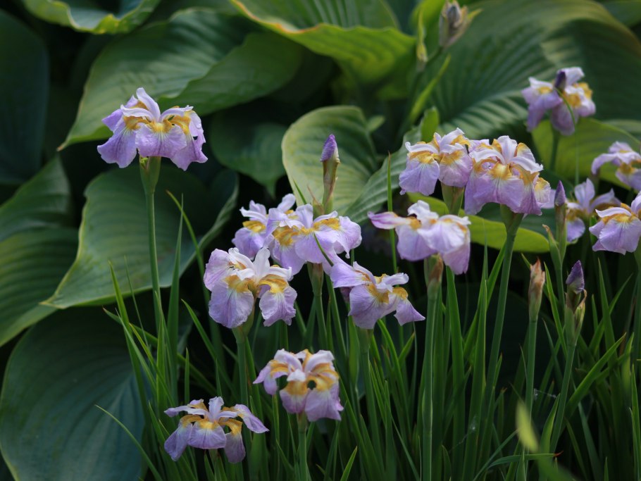 Rikugi Sakura