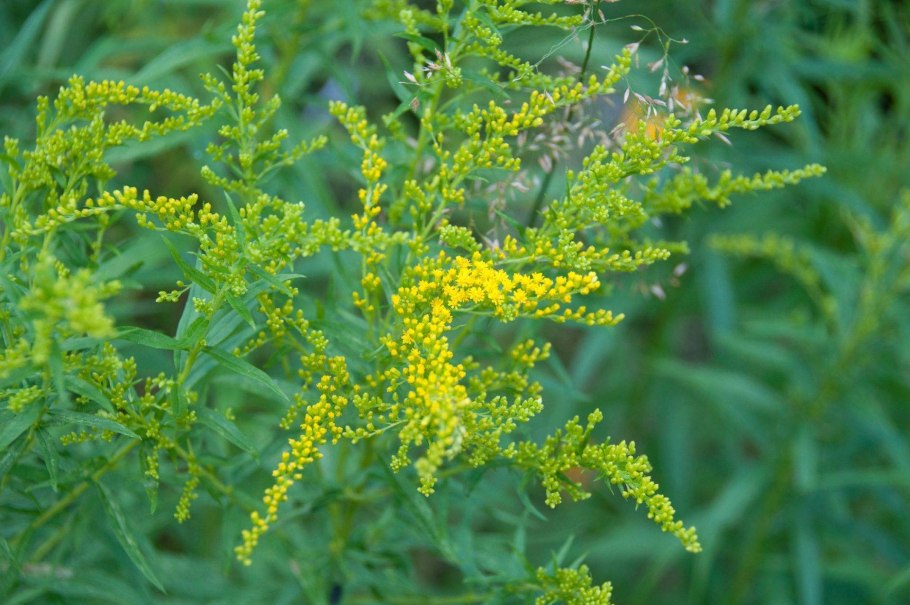 Золотарник Жозефина