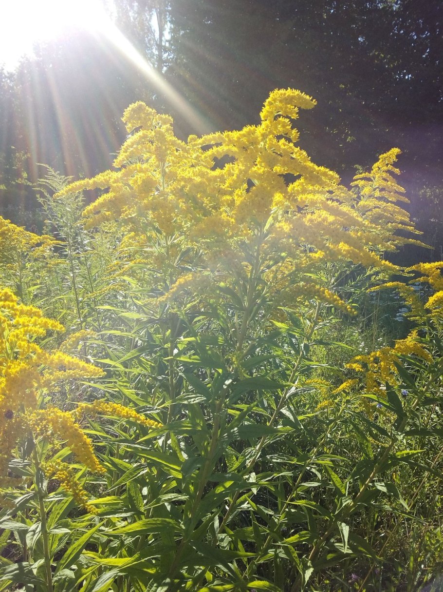 Золотарник солидаго