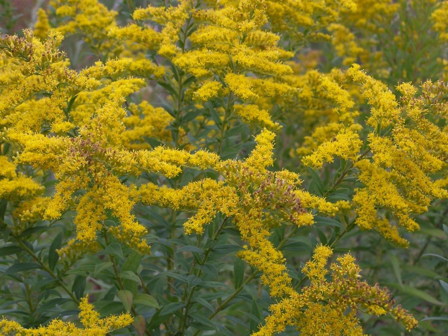 Золотарник канадский (солидаго)