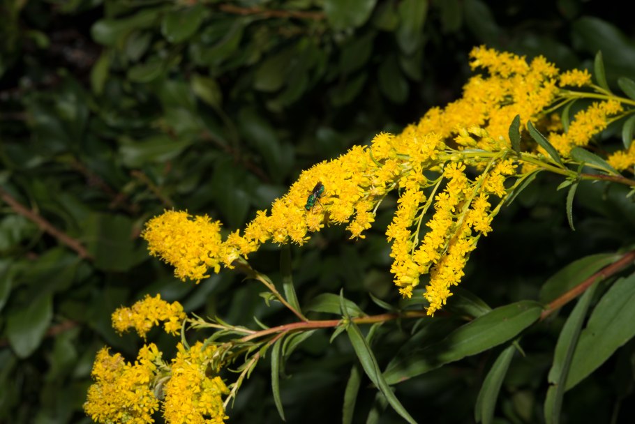 Золотарник канадский (Solidago canadensis)