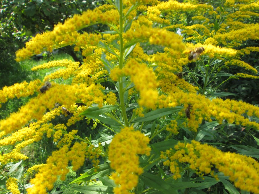 Солидаго (золотарник) praecox