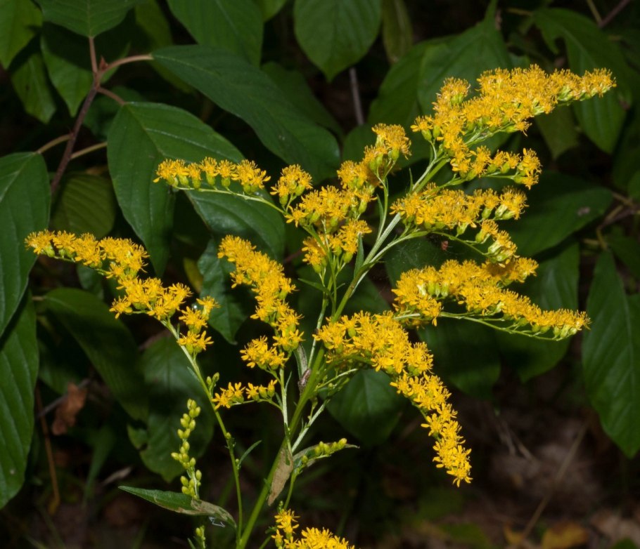 Золотарник розовый