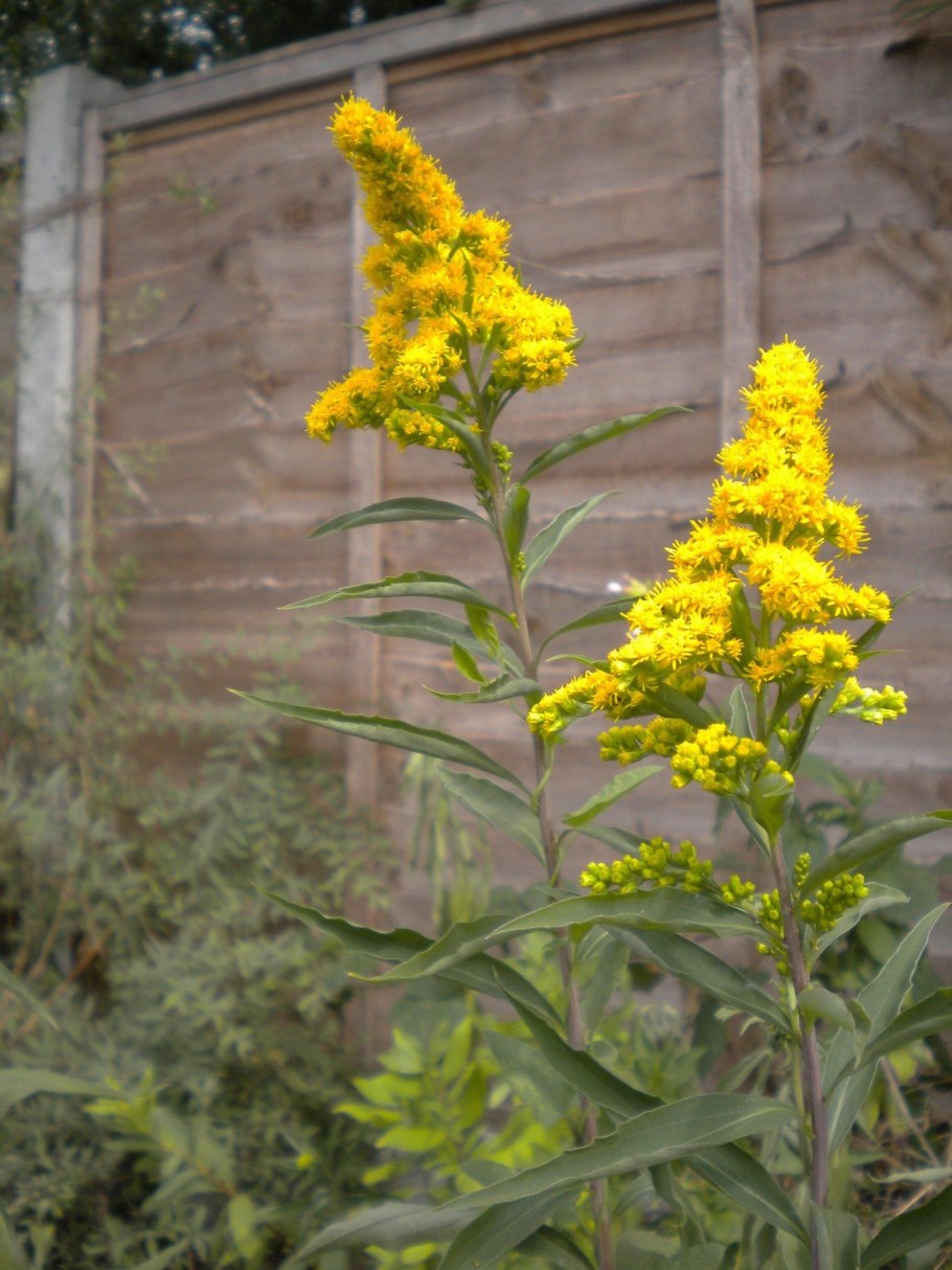 Золотарник Solidago hybride Strahlenkrone