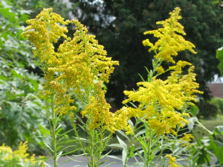 Золотарник гибридный солидаго