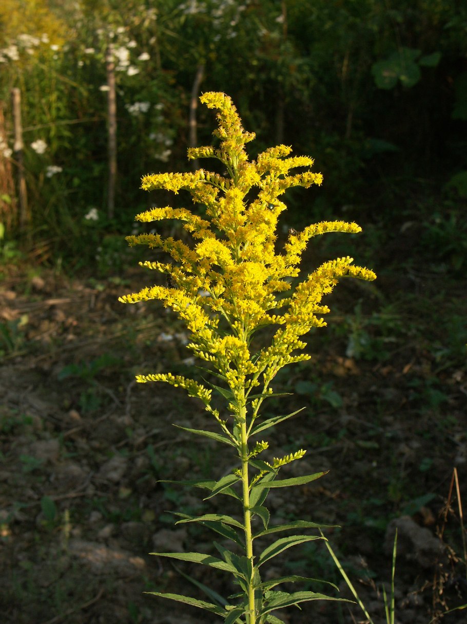 Золотарник канадский (солидаго)