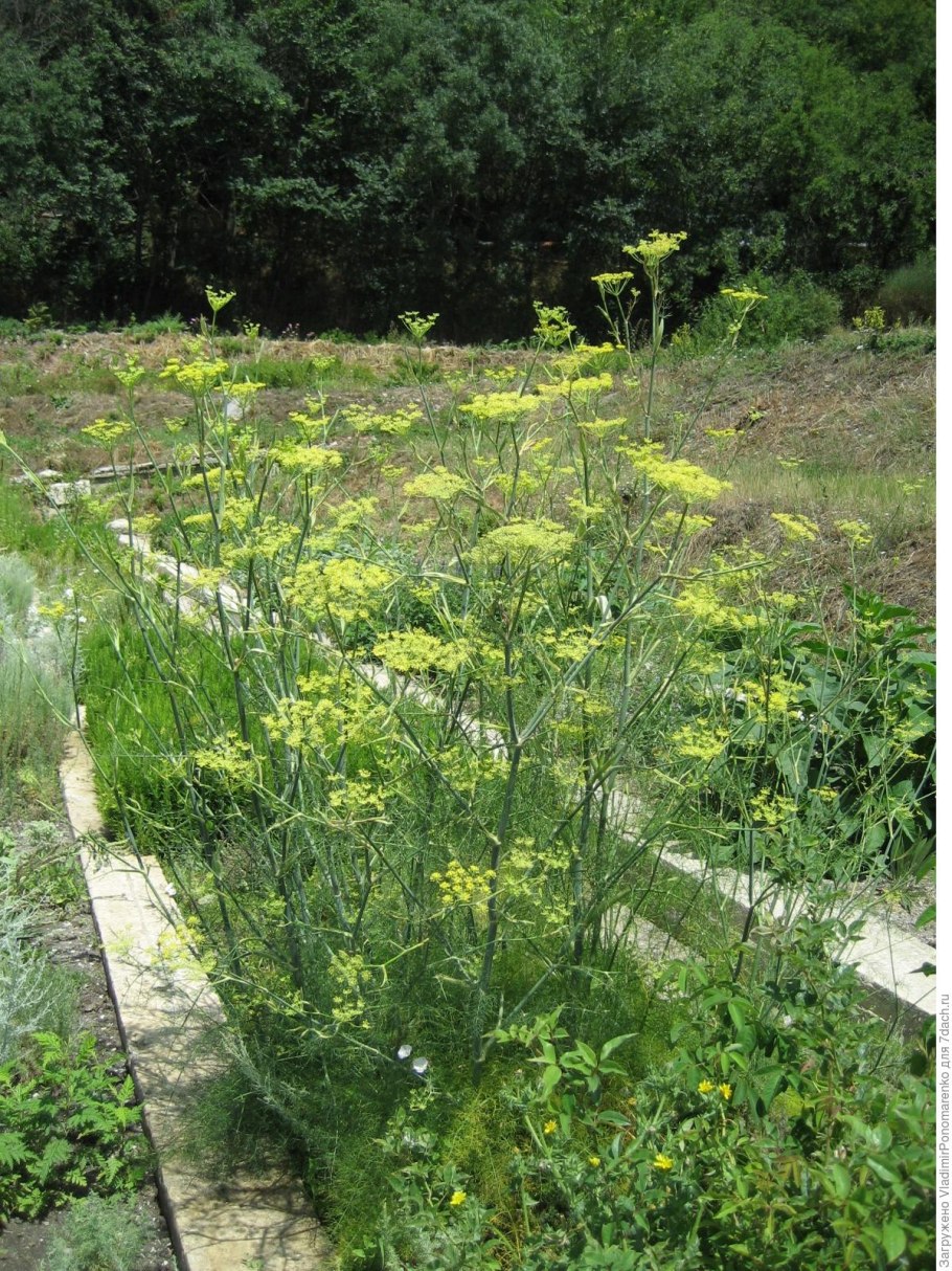 Фенхель (Foeniculum)