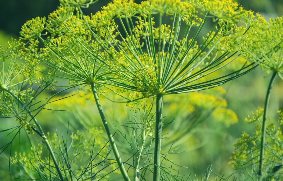 Фенхель датский Король