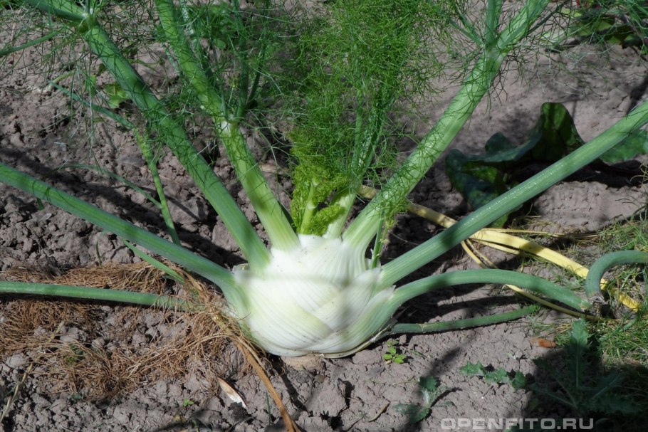 Фенхель, укроп медицинский