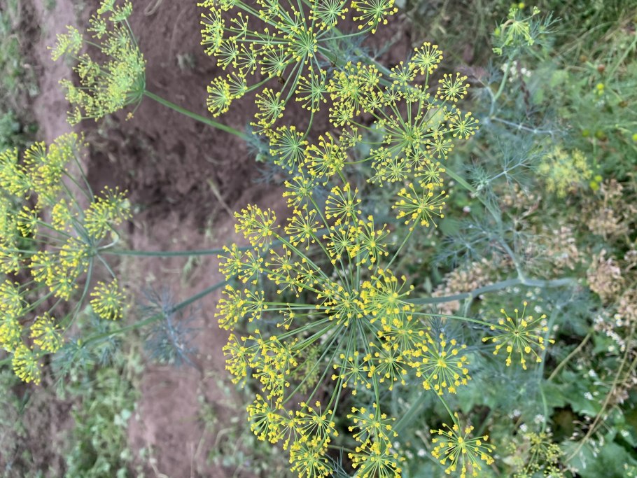 Foeniculum vulgare семена