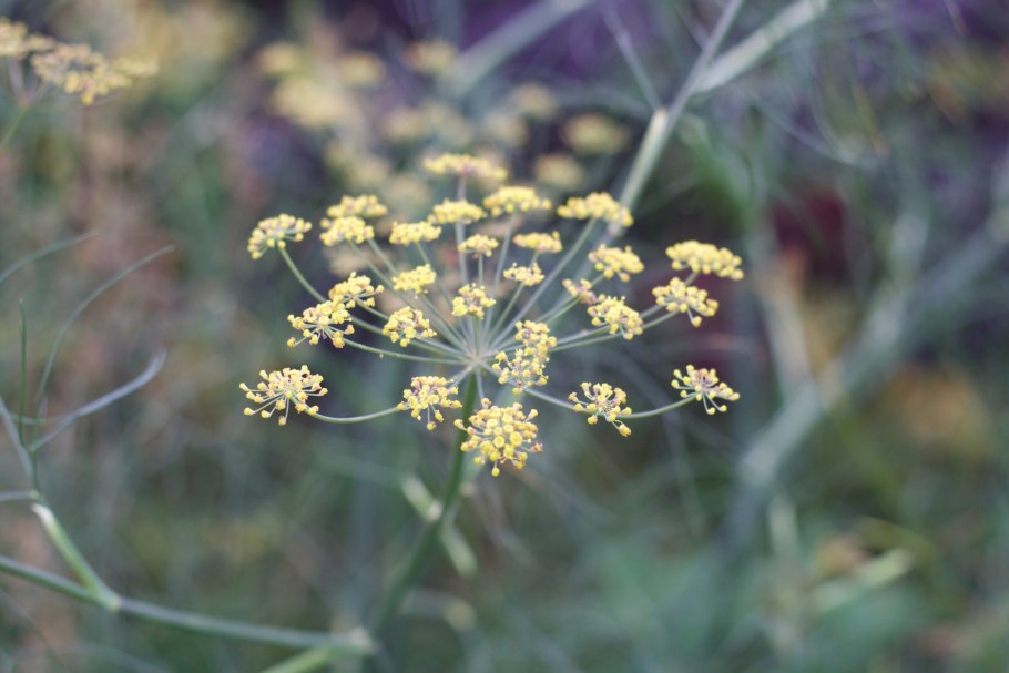 Рута и фенхель