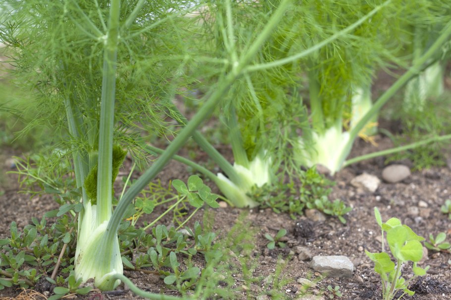Фенхель обыкновенный ЛРС