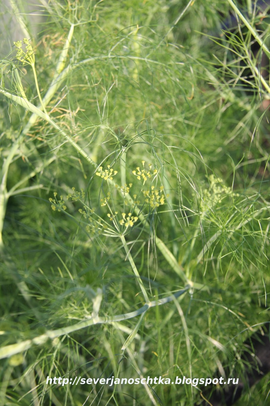 Фенхель обыкновенный гербарий