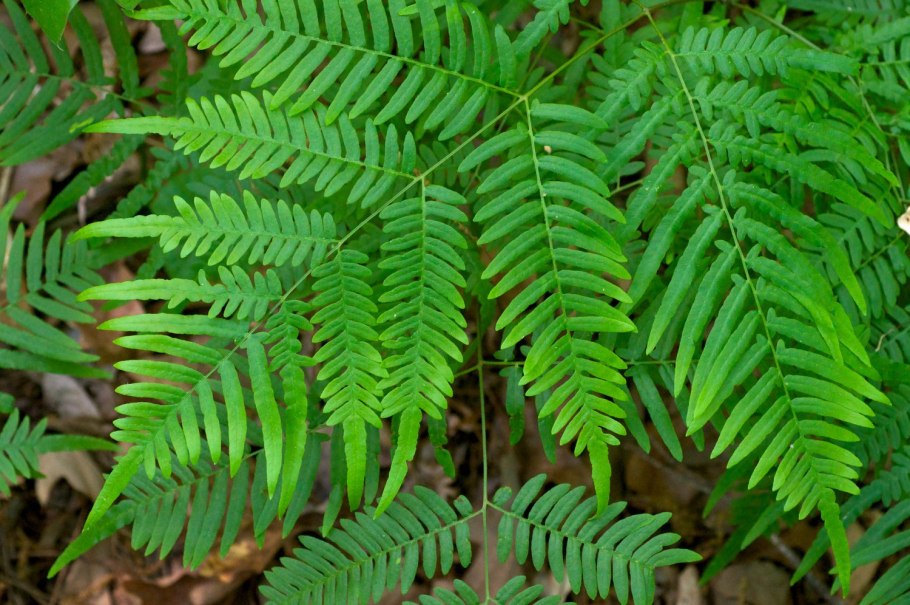 Pteridium pinetorum