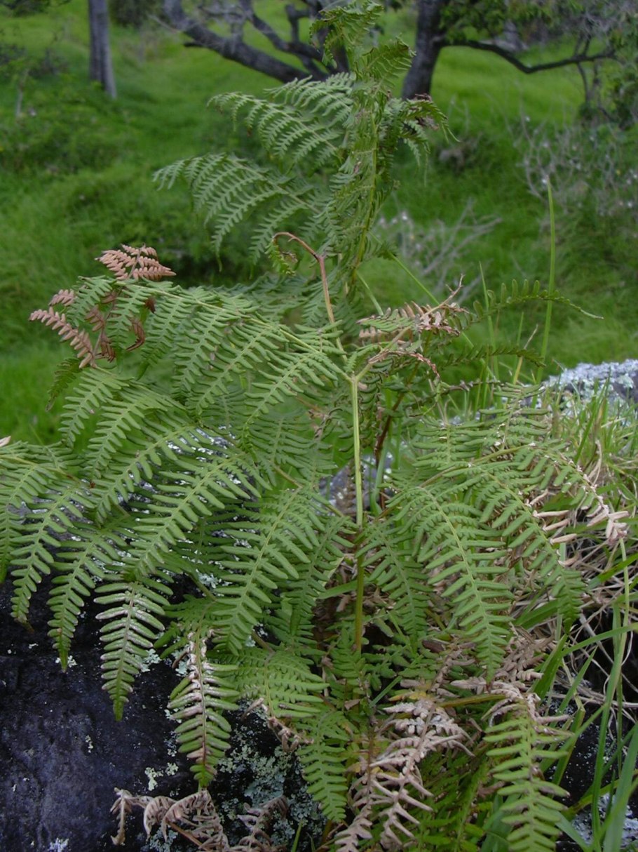Папоротник орляк Дальневосточный