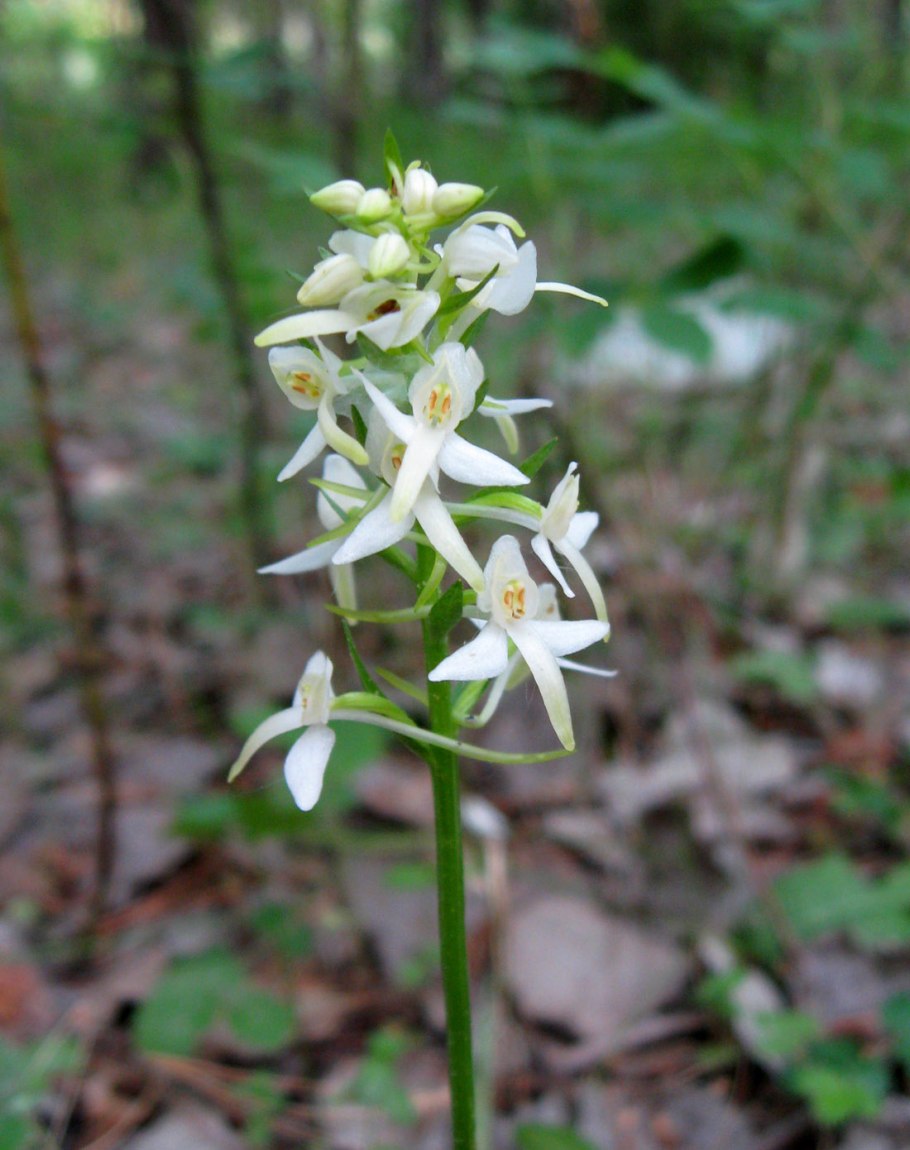 Любка двулистная - Platanthera bifolia (l.) Rich.