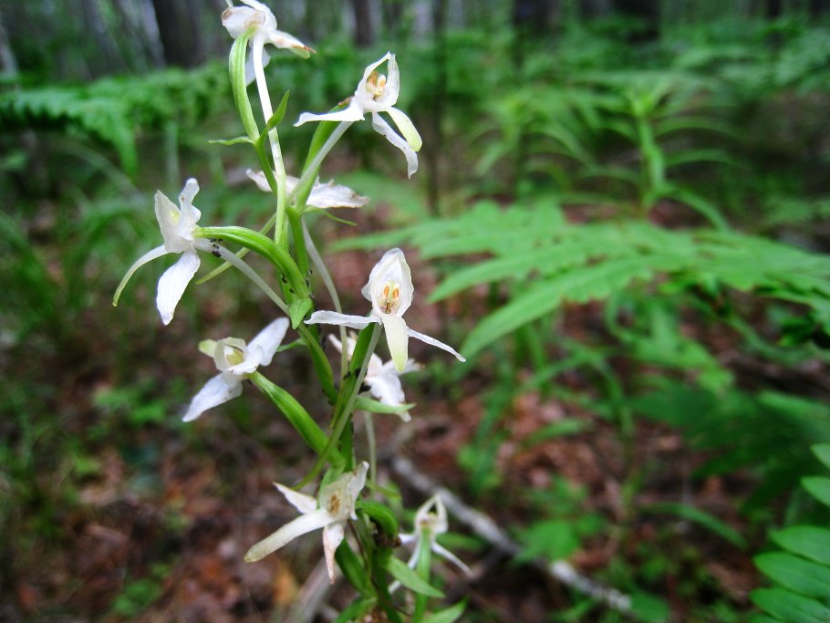 Platanthera obtusata