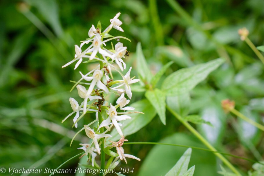 Любка двулистная (Platanthera bifolia)