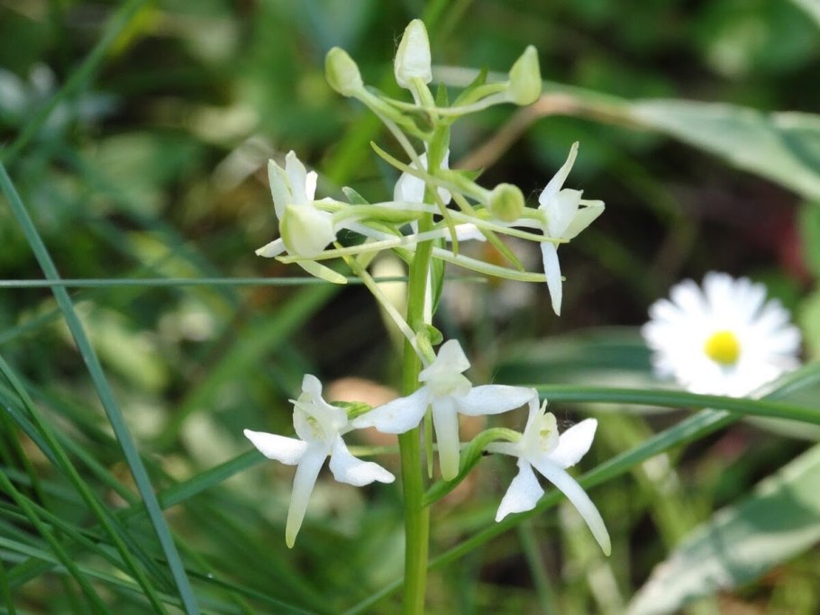 Растение Любка двулистная