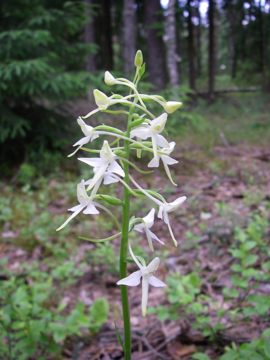 Любка двулистная (Platanthera bifolia)
