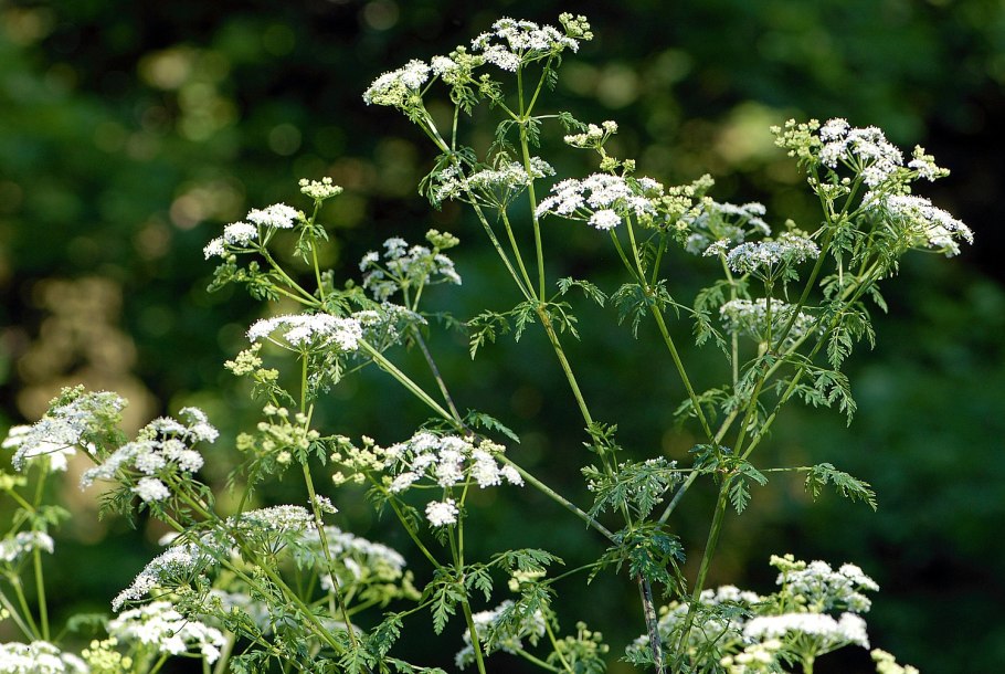 Болиголов петрушка