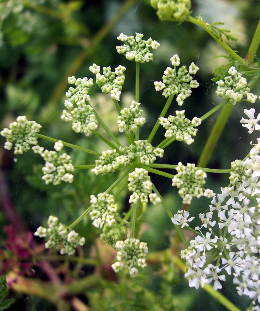 Болиголов пятнистый