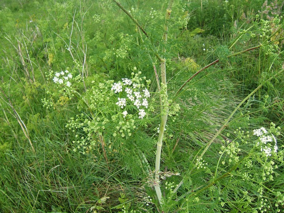 Горный болиголов
