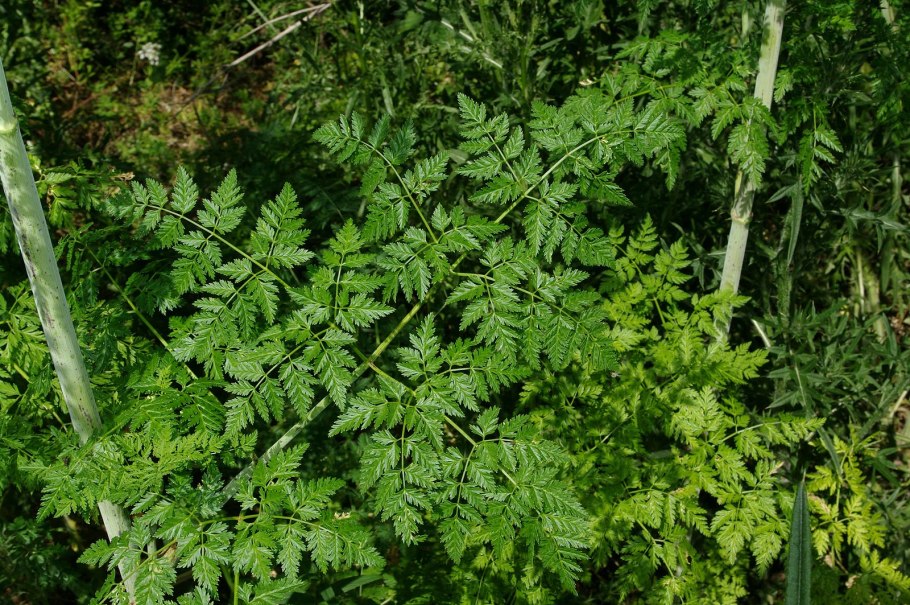 Болиголов пятнистый ядовитое растение