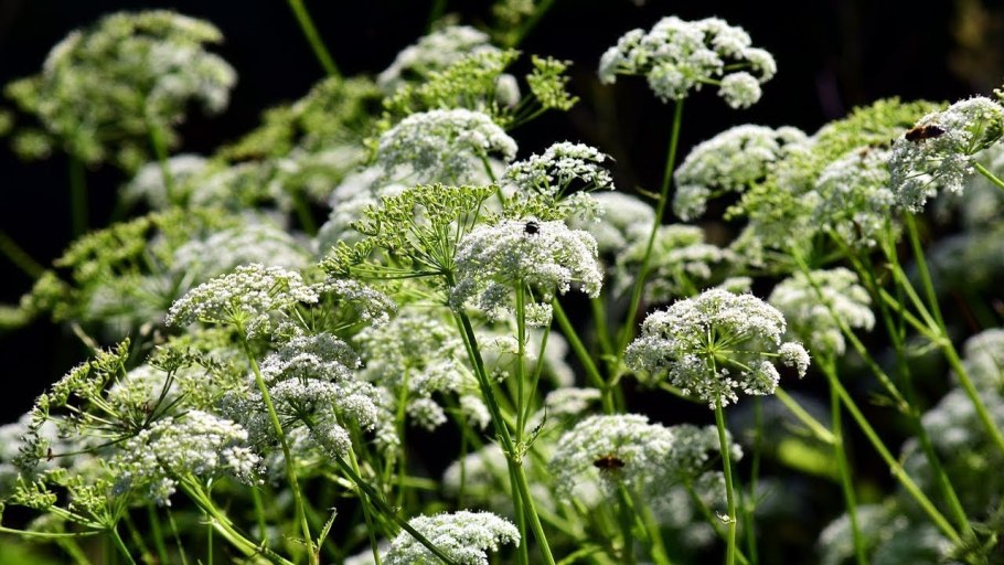 Болиголов пятнистый