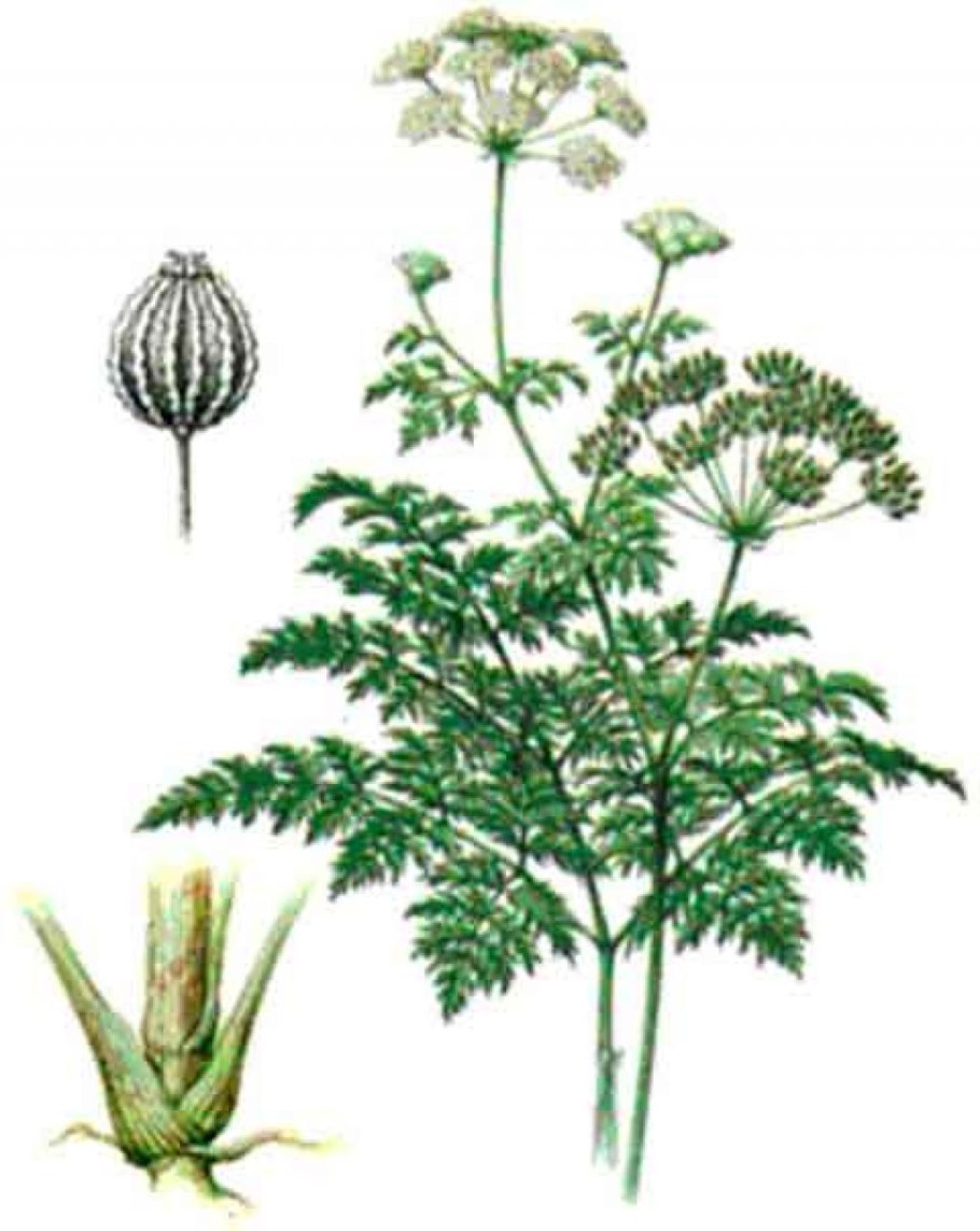 5. Болиголов пятнистый