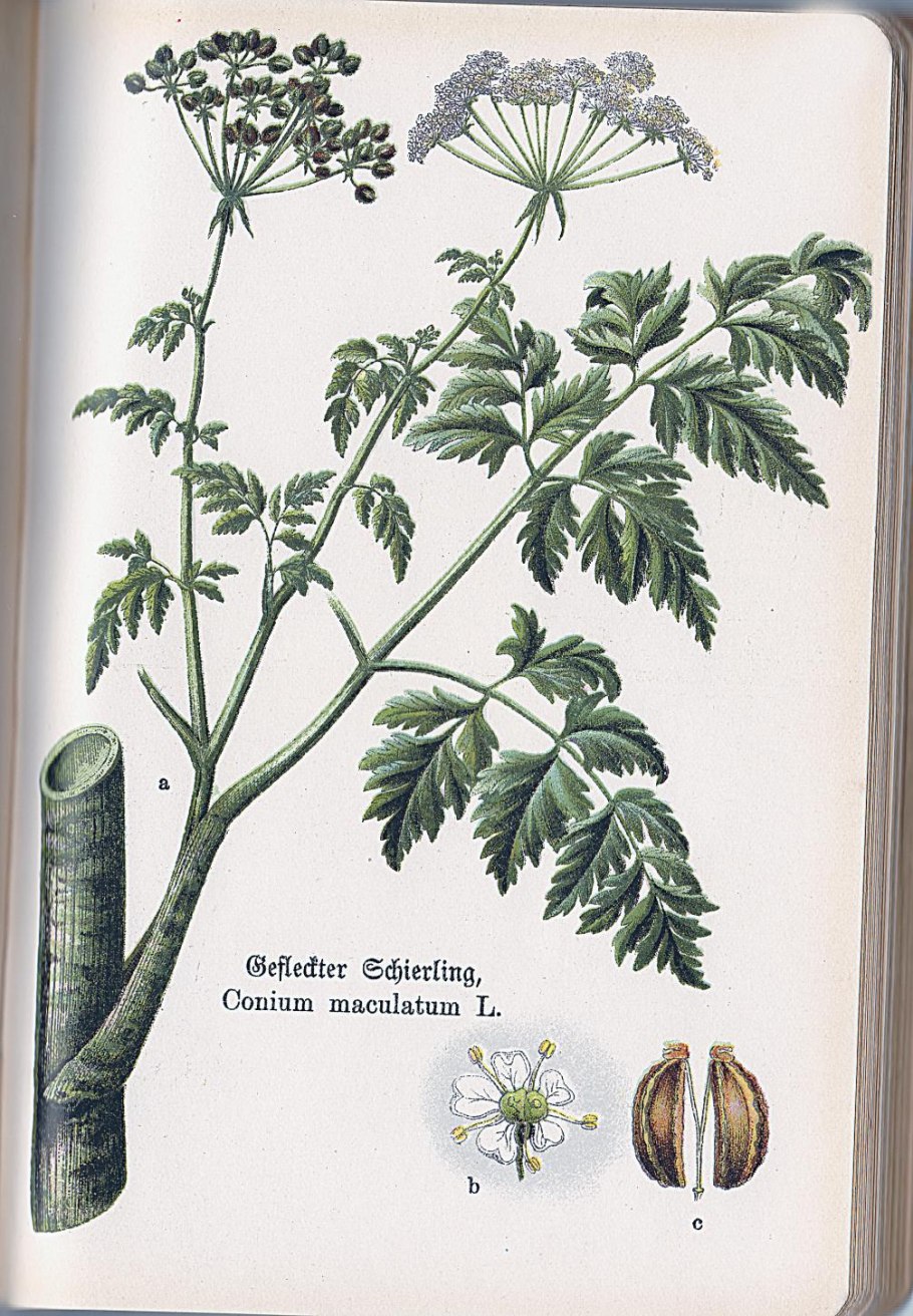 Болиголов крапчатый ядовитый