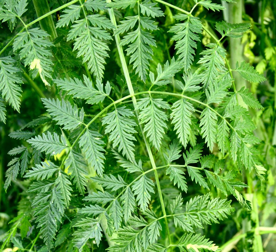 Conium maculatum болиголов пятнистый