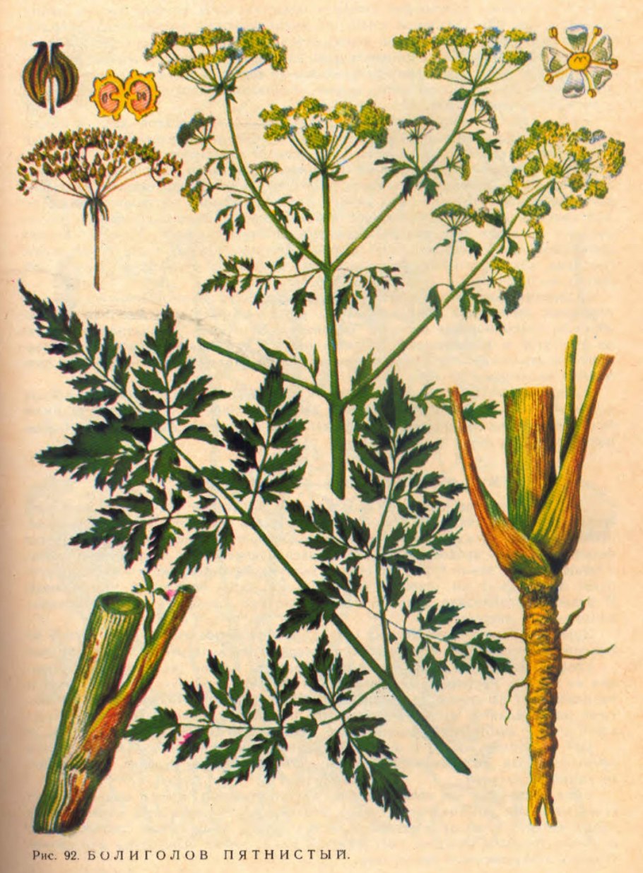 Болиголов пятнистый цикута