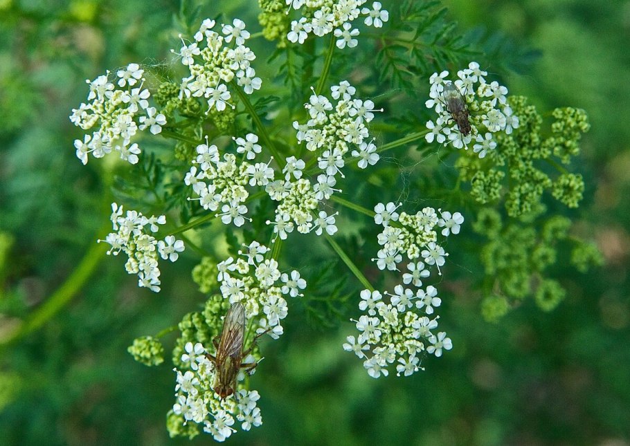 Conium maculatum болиголов пятнистый