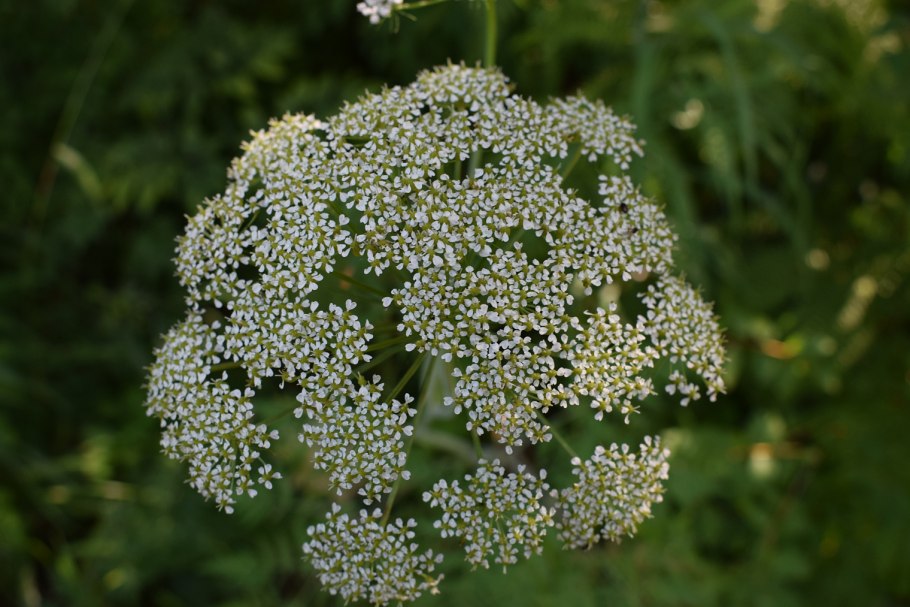 Болиголов крапчатый