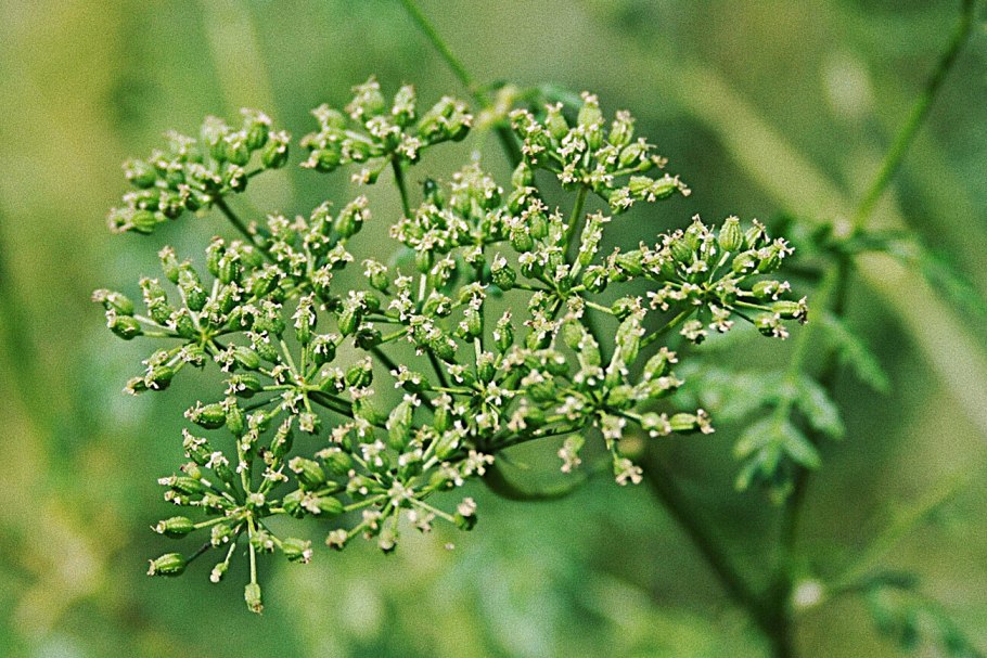 Болиголов болиголов пятнистый