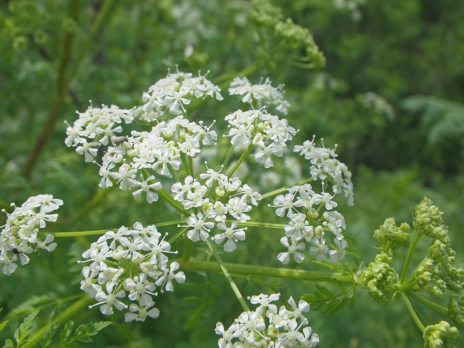 Болиголов пятнистый